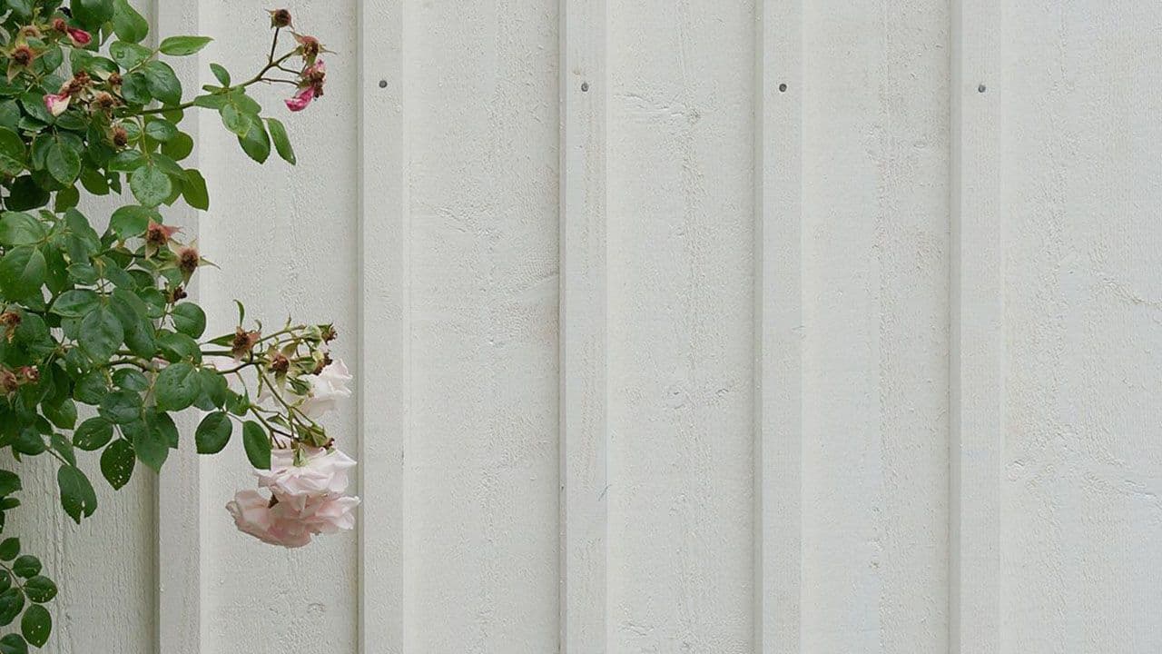 Hvit ferdig malt utvendig kledning og rosebusk.