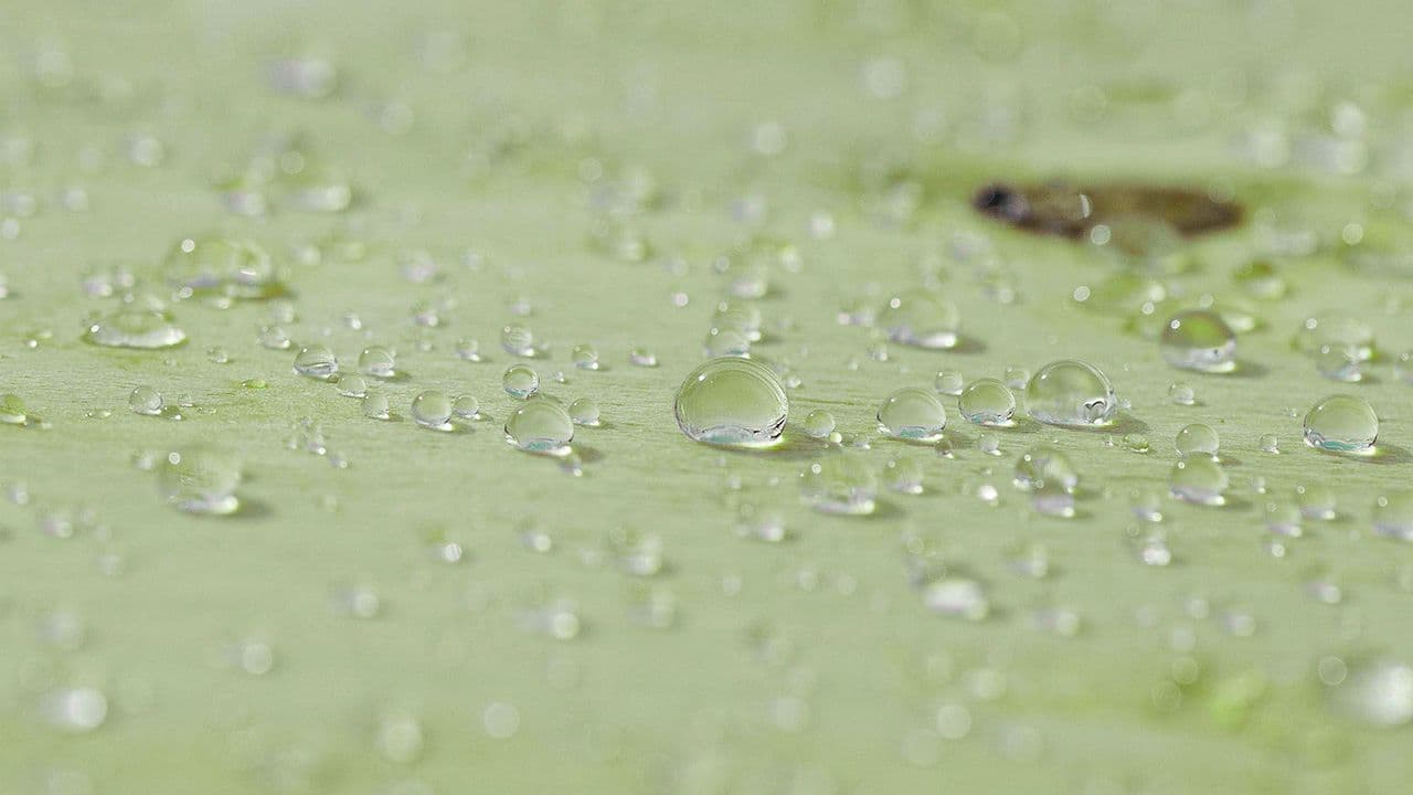 Nærbilde av WeatherPly fra Moelven som er en vannavstøtende konstruksjonsfinerplate.